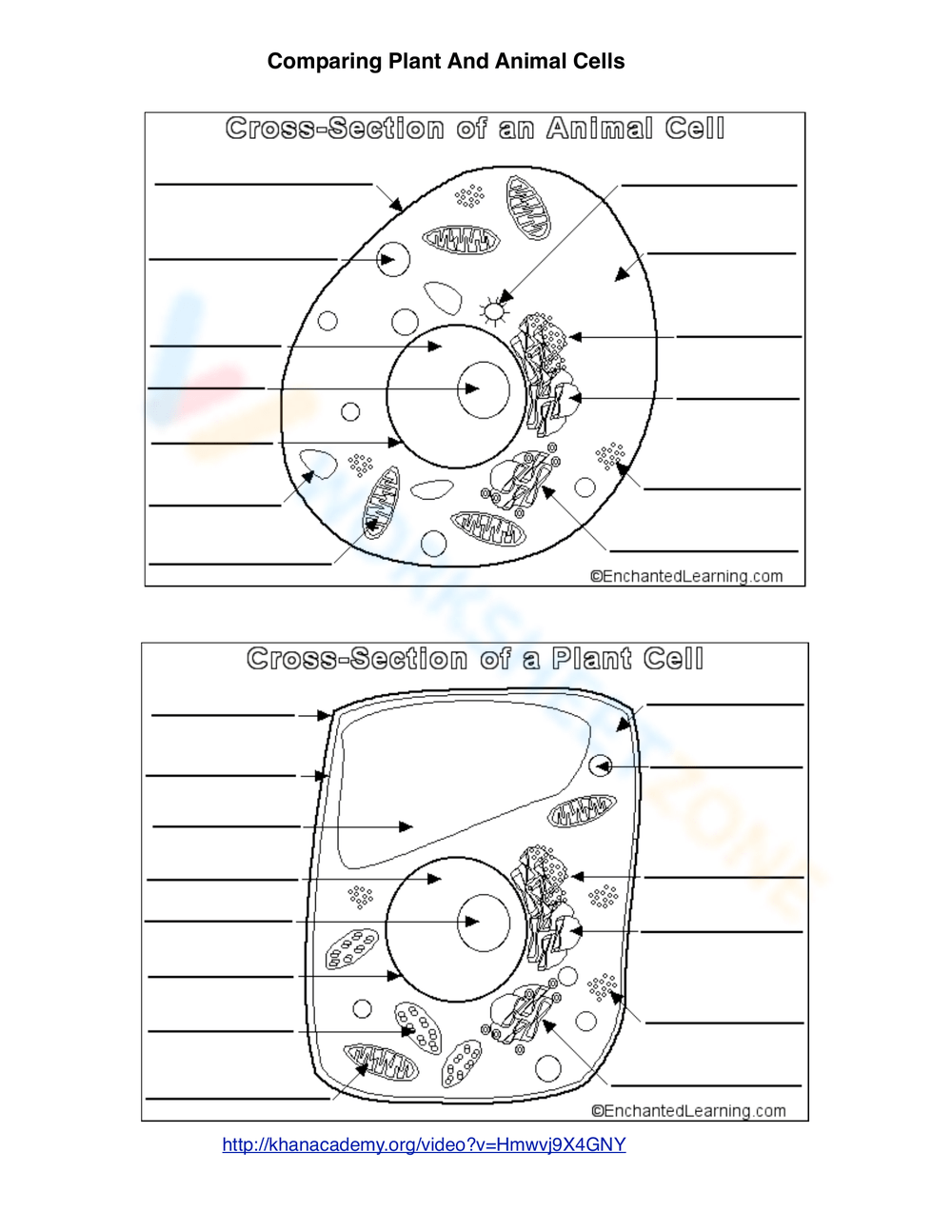 Animal Plant Cell Structure Worksheet Labeling Diagram Printable Etsy