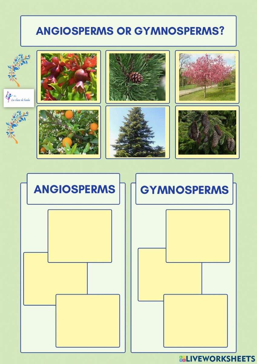 Angiosperms And Gymnosperms Worksheet Worksheets Library Angiosperms And Gymnosperms Worksheet Worksheets Library