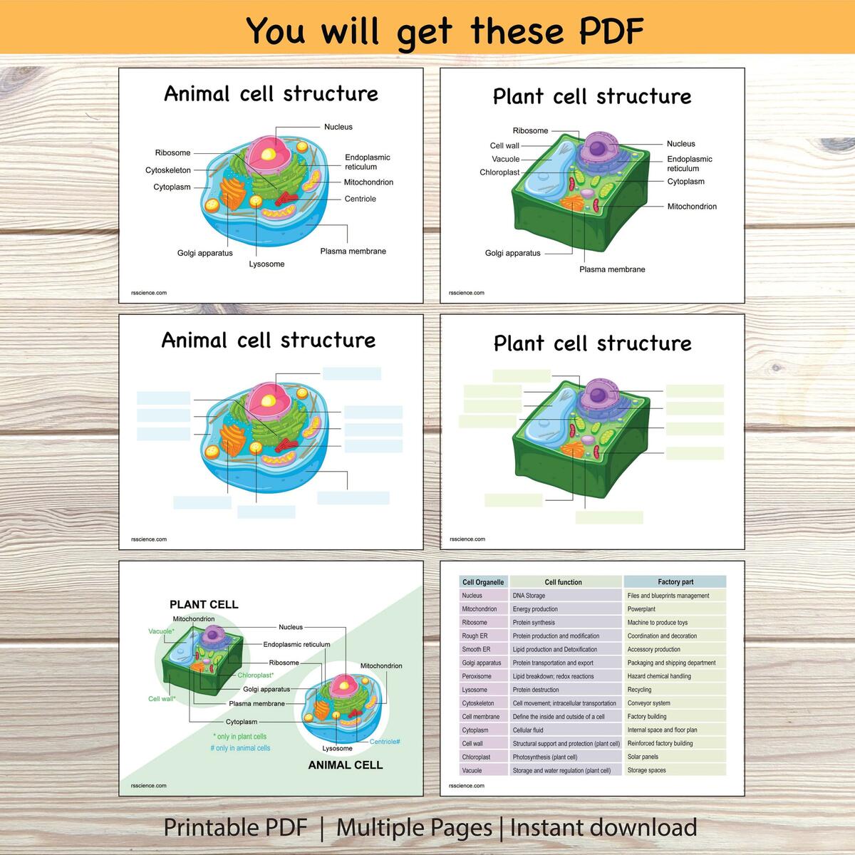 Animal Plant Cell Structure Worksheet Labeling Diagram Printable Etsy