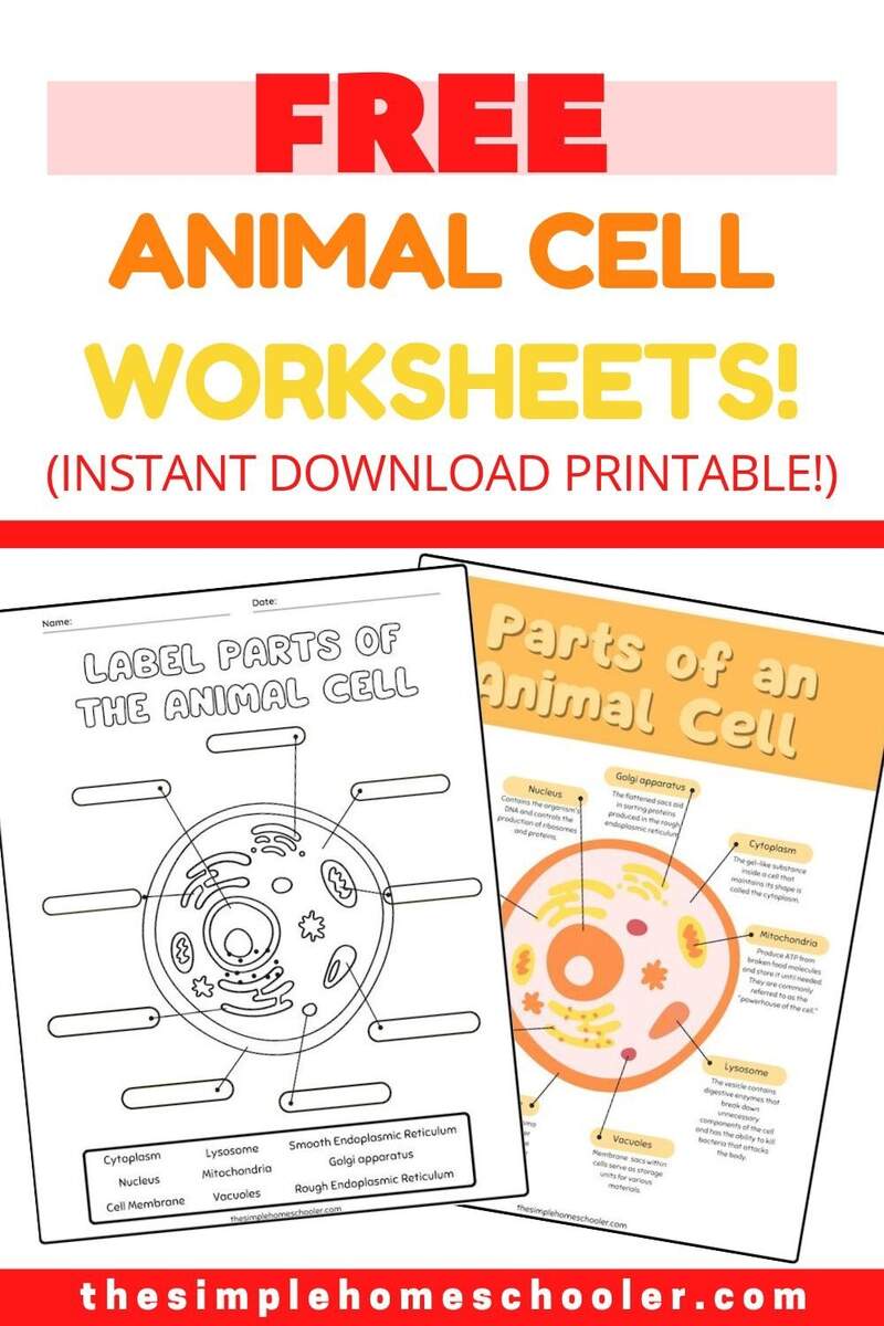 Best Free Animal Cell Worksheets With Answers Easy Print The Simple Homeschooler Printable 7th Grade Cell Structure And Function Fill In The Blanks Worksheets