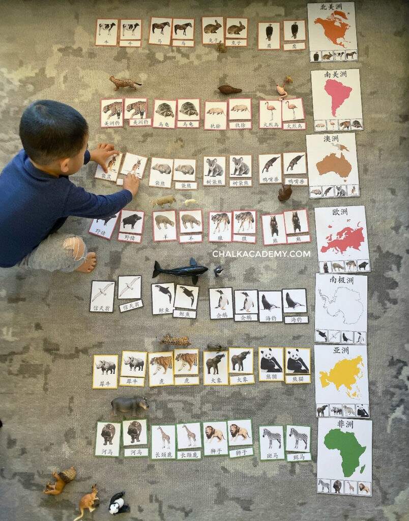 Best Montessori Animals And Continents Activity For Kids Best Montessori Animals And Continents Activity For Kids