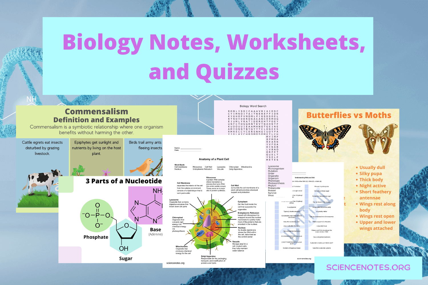 Biology Worksheets Notes And Quizzes PDF And PNG