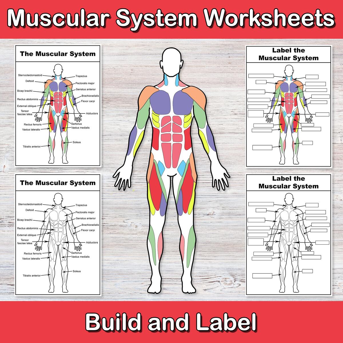 Build And Label The Muscular System Anatomy Worksheets Muscle Activities Human Body Biology For Middle School High School My Body Etsy
