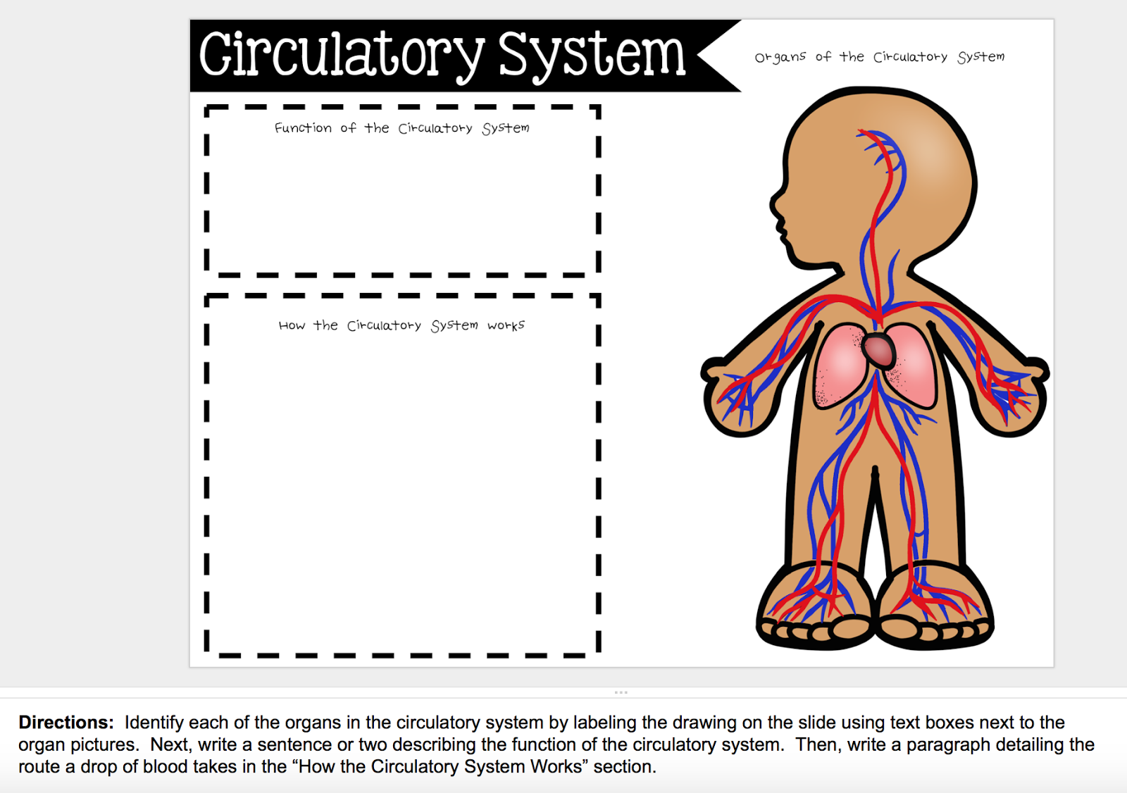 Circulation And Respiration Teaching In Room 6