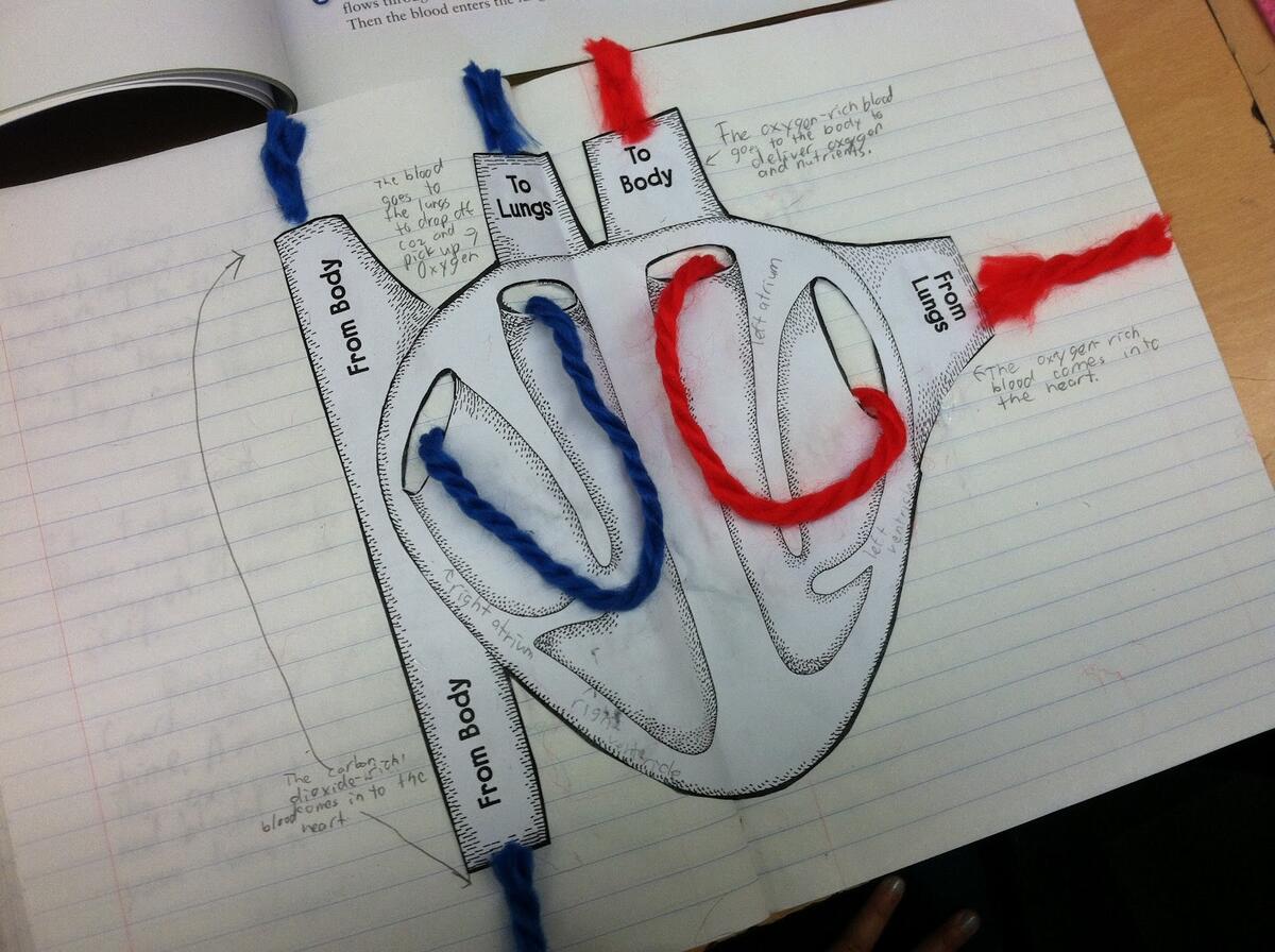Circulation And Respiration Teaching In Room 6