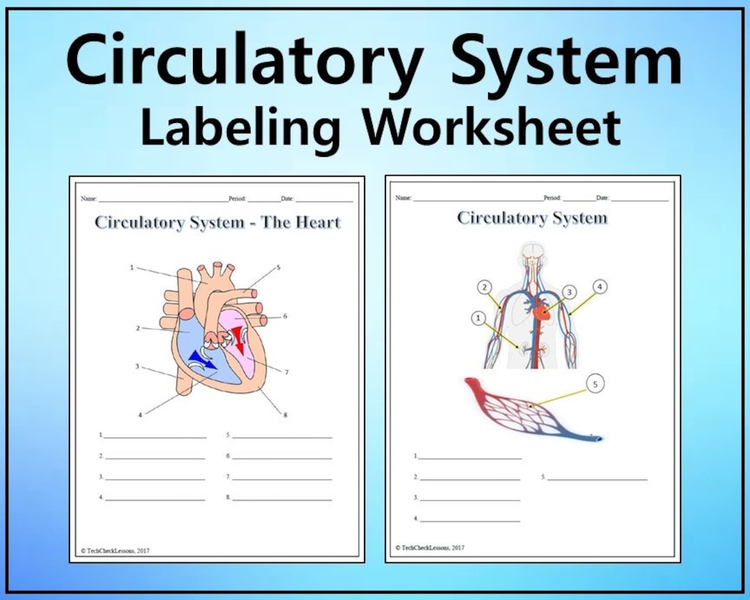 Circulatory System Labeling Worksheet Science Editable DIGITAL DOWNLOAD Etsy