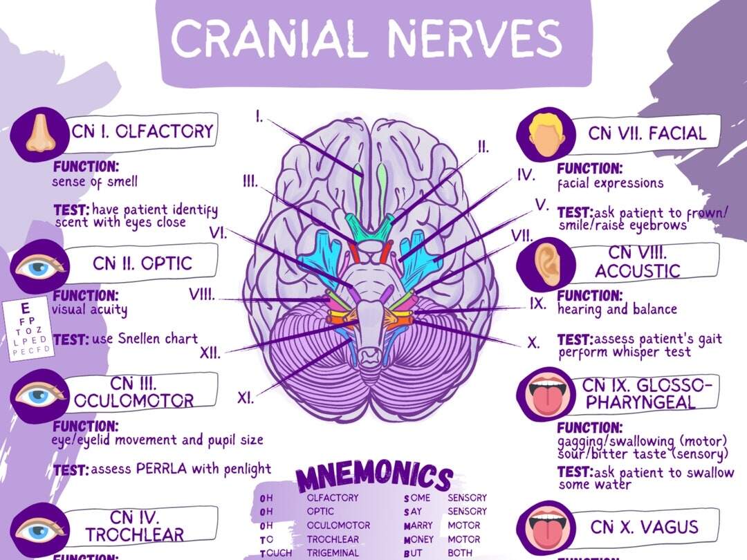 Cranial Nerves Functions Worksheet Template Student Nurse Review Sheet Digital Download Etsy Printable Cranial Nerves Worksheets