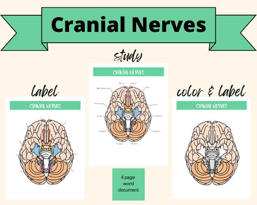 Cranial Nerves Study Guide Chart And Picture Label Color Function Test Sensory Motor Mnemonic For Study Anatomy For Physical Therapy Etsy Cranial Nerves Study Guide Chart And Picture Label Color Function Test Sensory Motor Mnemonic For Study Anatomy For Physical Therapy Etsy