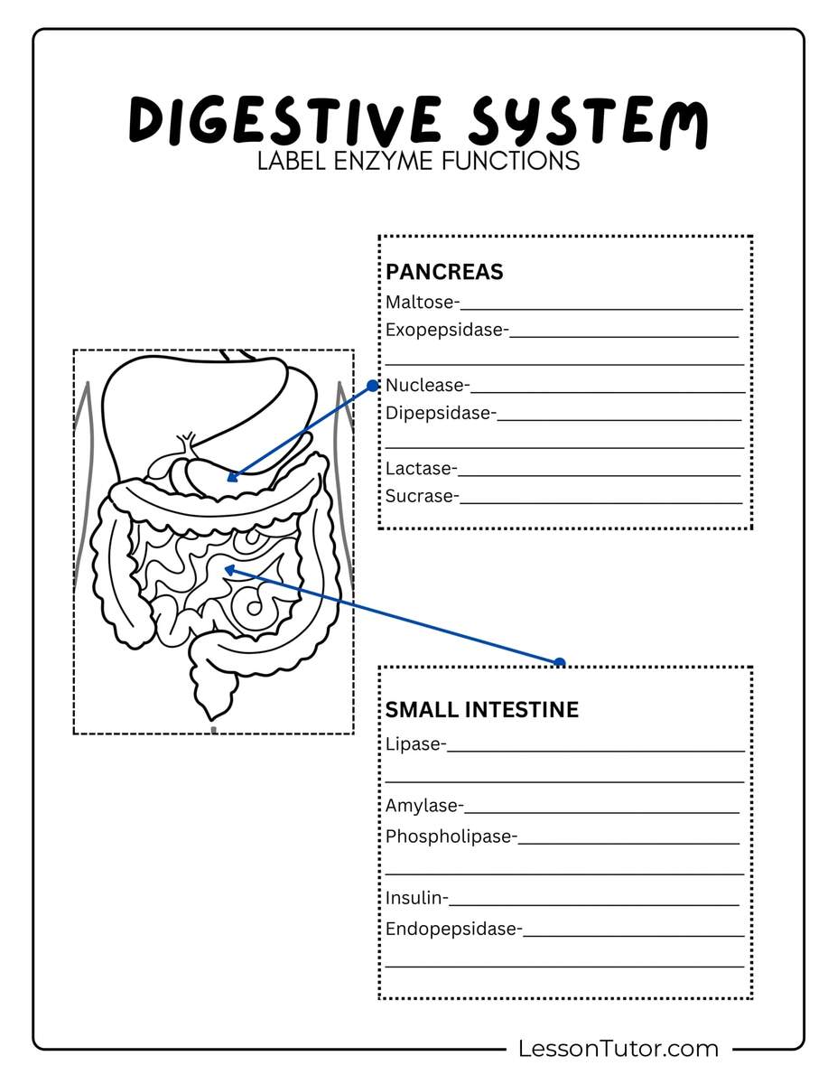 Digestive System Worksheets Lesson Tutor Digestive System Worksheets Lesson Tutor