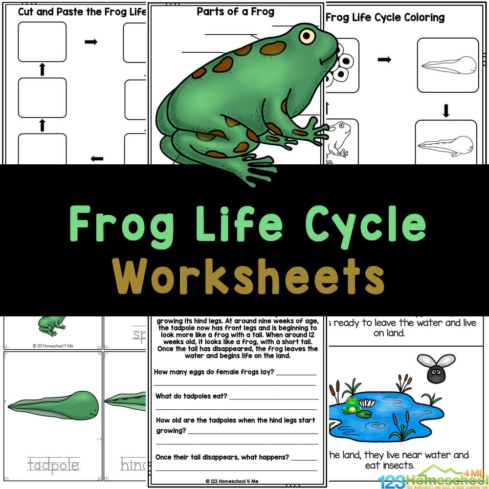 FREE Frog Life Cycle Worksheets For Kids Frog Life Cycle Free Worksheet SKOOLGO