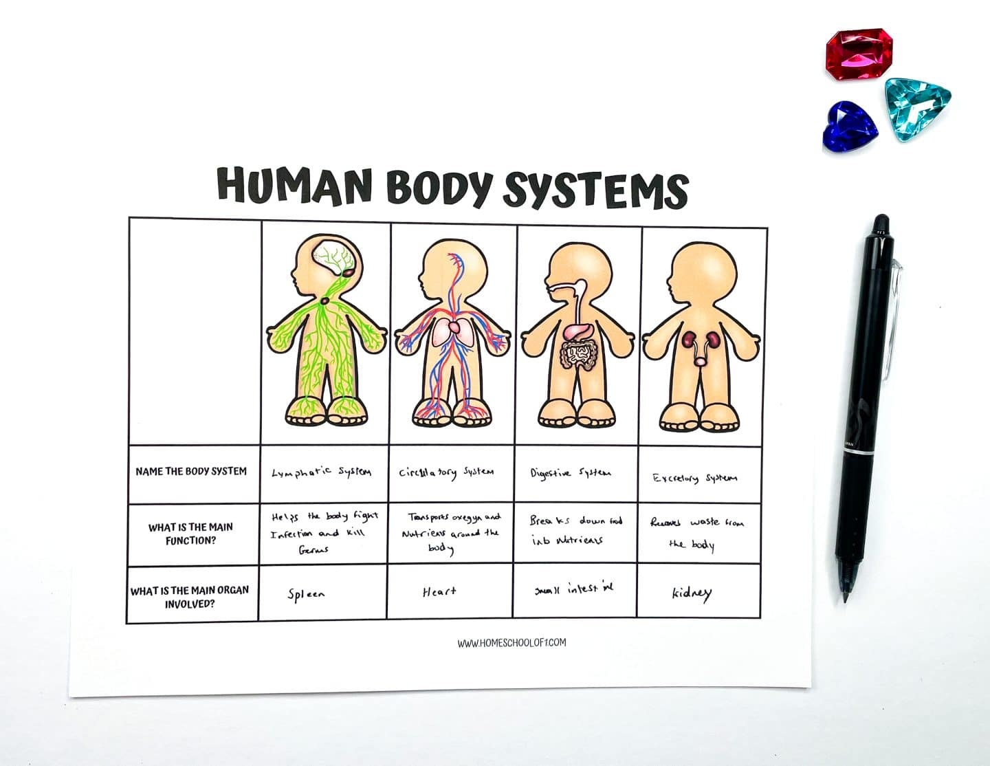Free Printable Human Body Systems Worksheets For Kids Free Printable Human Body Systems Worksheets For Kids