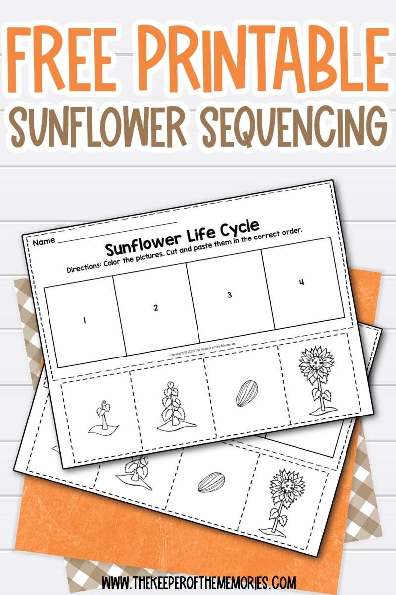 Life Cycle Of A Plant Worksheet Download Now