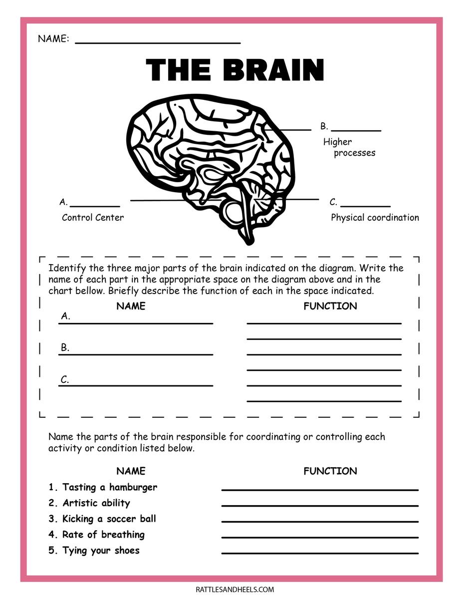 Free Science Worksheets The Nervous System Adanna Dill Worksheets Library 5th Grade Science Word Search Worksheets Library
