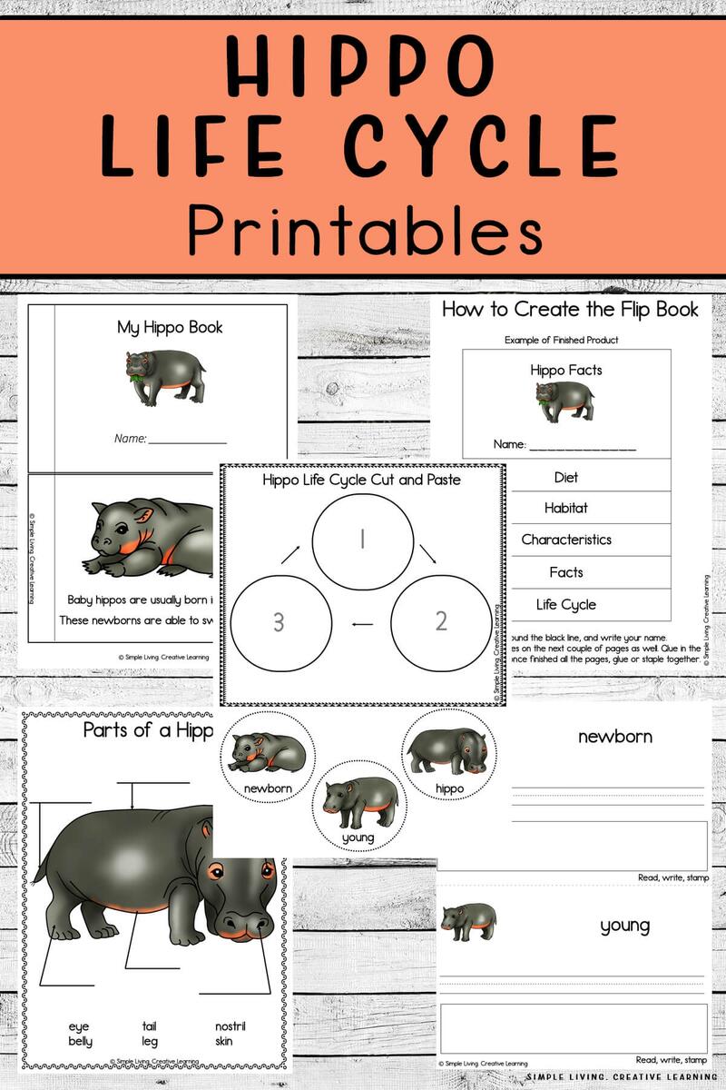 Hippo Life Cycle Printables Simple Living Creative Learning Hippo Life Cycle Printables Simple Living Creative Learning