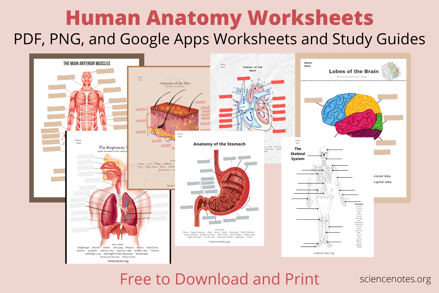 Human Organs Worksheets Printable Anatomy Activities For Kids