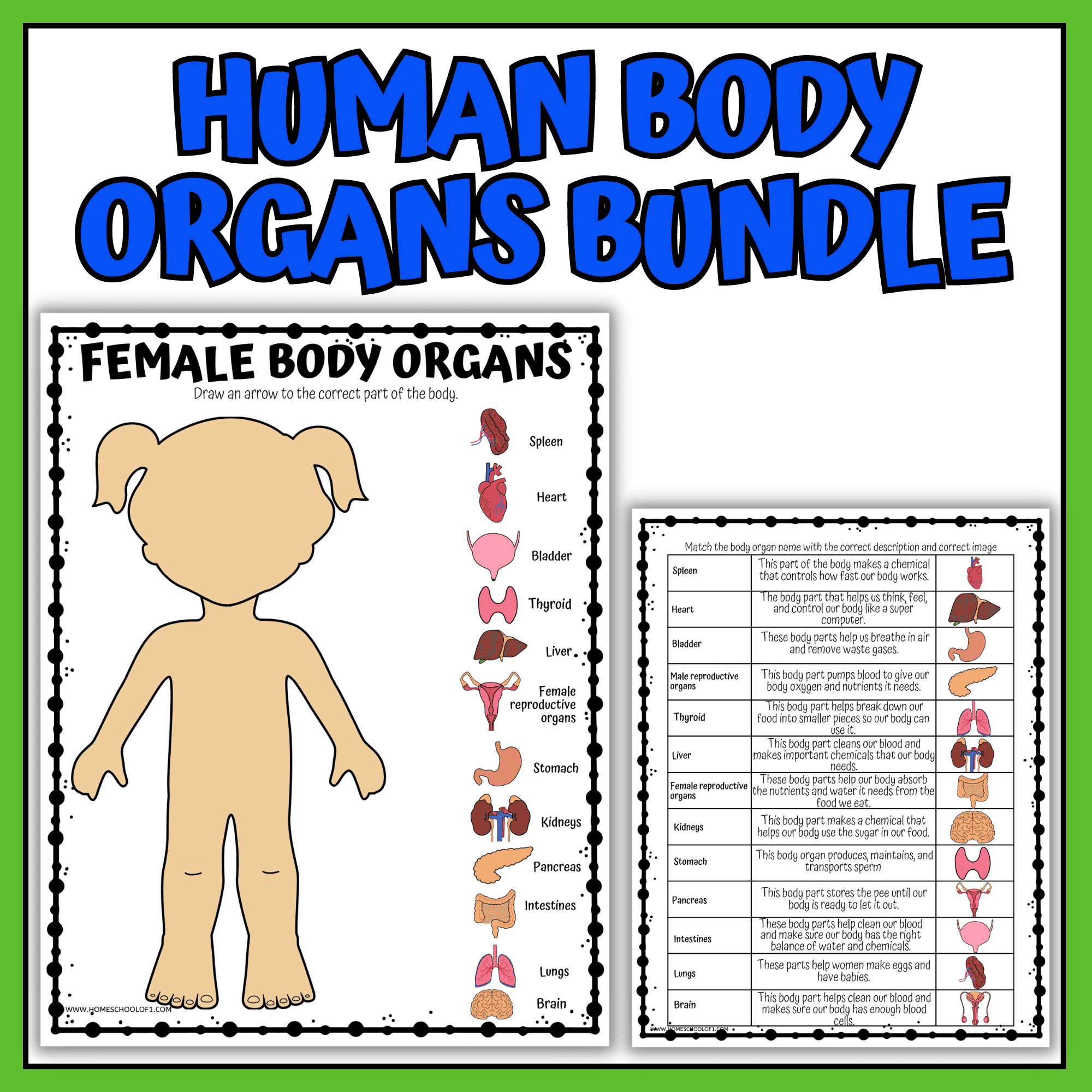 Human Organs Worksheets Printable Anatomy Activities For Kids