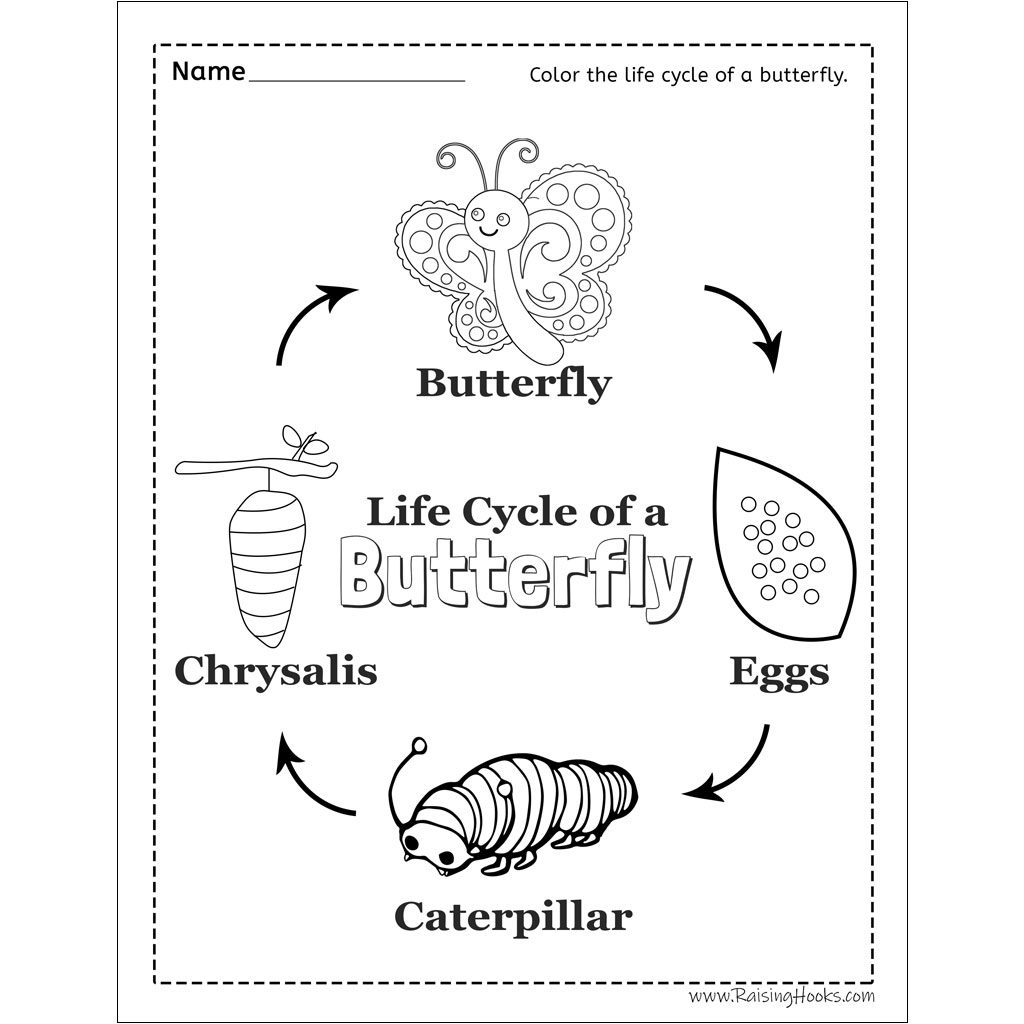 Life Cycle Of A Butterfly Cut And Paste Raising Hooks