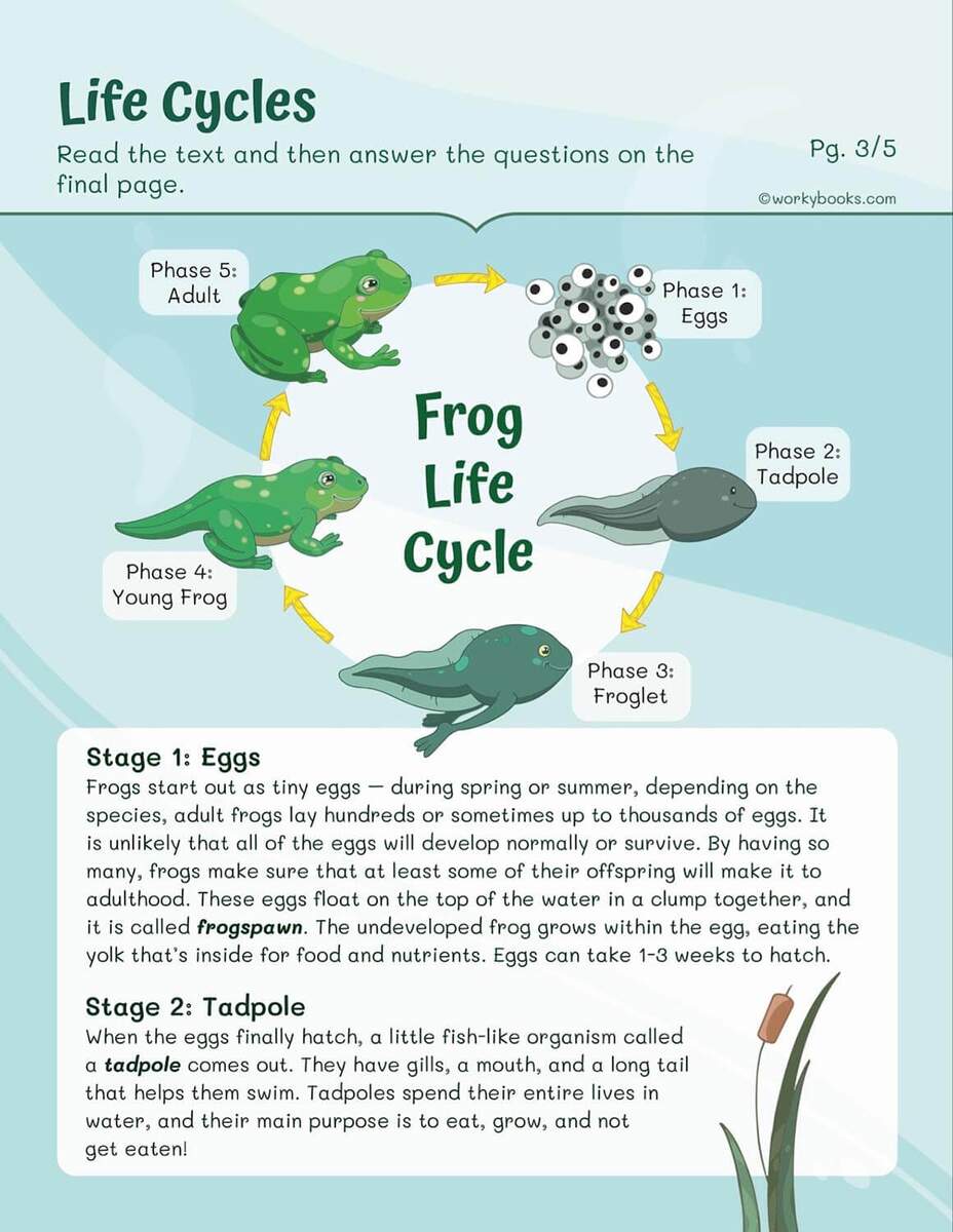 Life Cycles Worksheets Workybooks Scientific Method Worksheet Example For Kids STEM Smartly