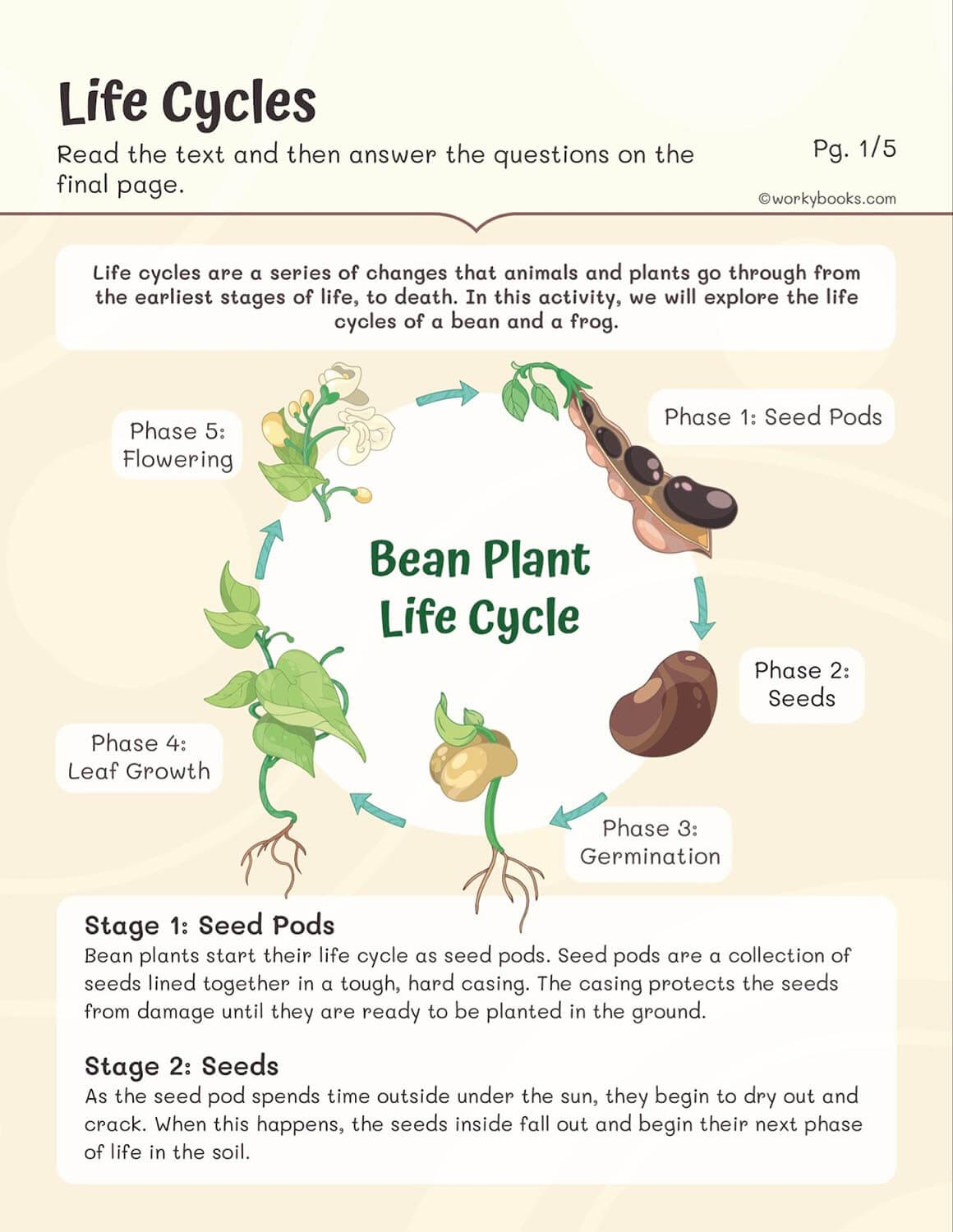 Life Cycles Worksheets Workybooks