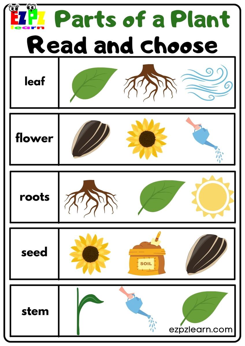 Plant Life Cycle Worksheets Free Printables For Kids Adanna Dill