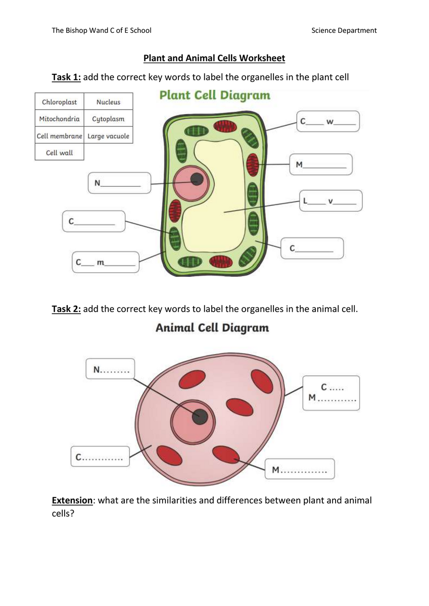 Animal Plant Cell Structure Worksheet Labeling Diagram Printable Etsy