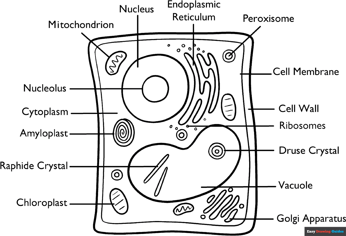 Plant Cell Coloring Page Easy Drawing Guides Plant Cell Coloring Page Easy Drawing Guides