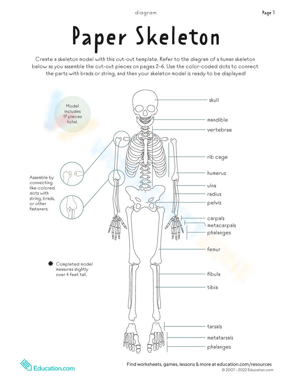 Printable 6th Grade Bones Worksheets