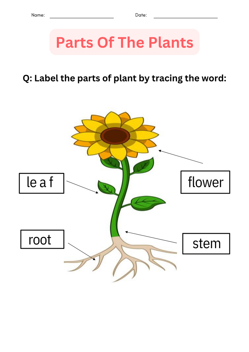 Printable Activities Parts Of A Plant Worksheet For Kindergarten Made By Teachers Free Printable Parts Of A Flower Worksheet