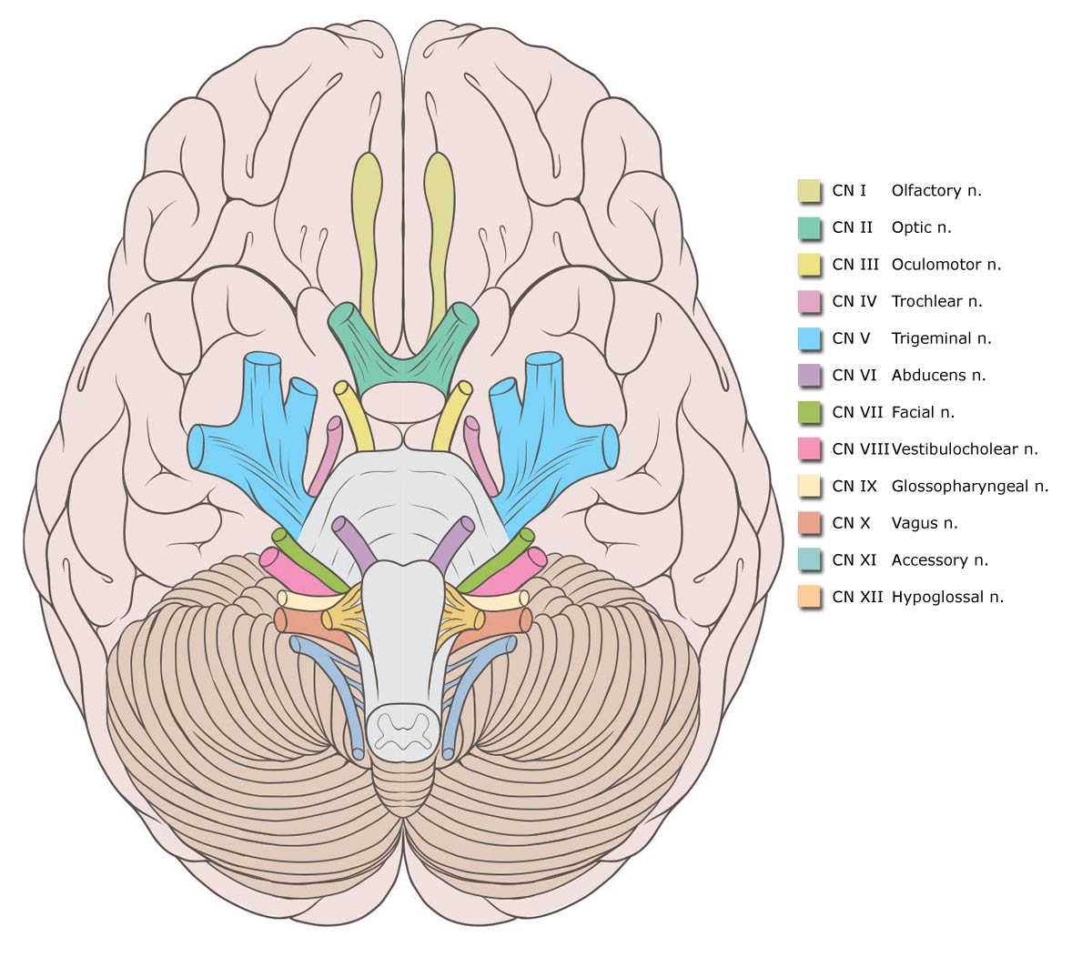 Printable Cranial Nerves Worksheets Printable Cranial Nerves Worksheets