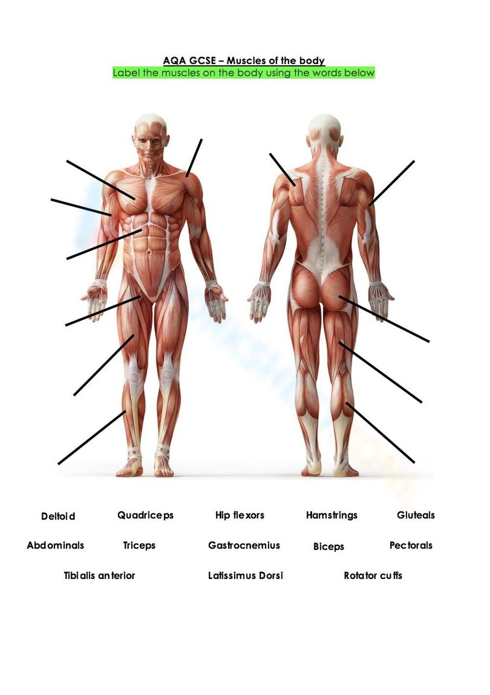 Printable Muscular System Worksheets