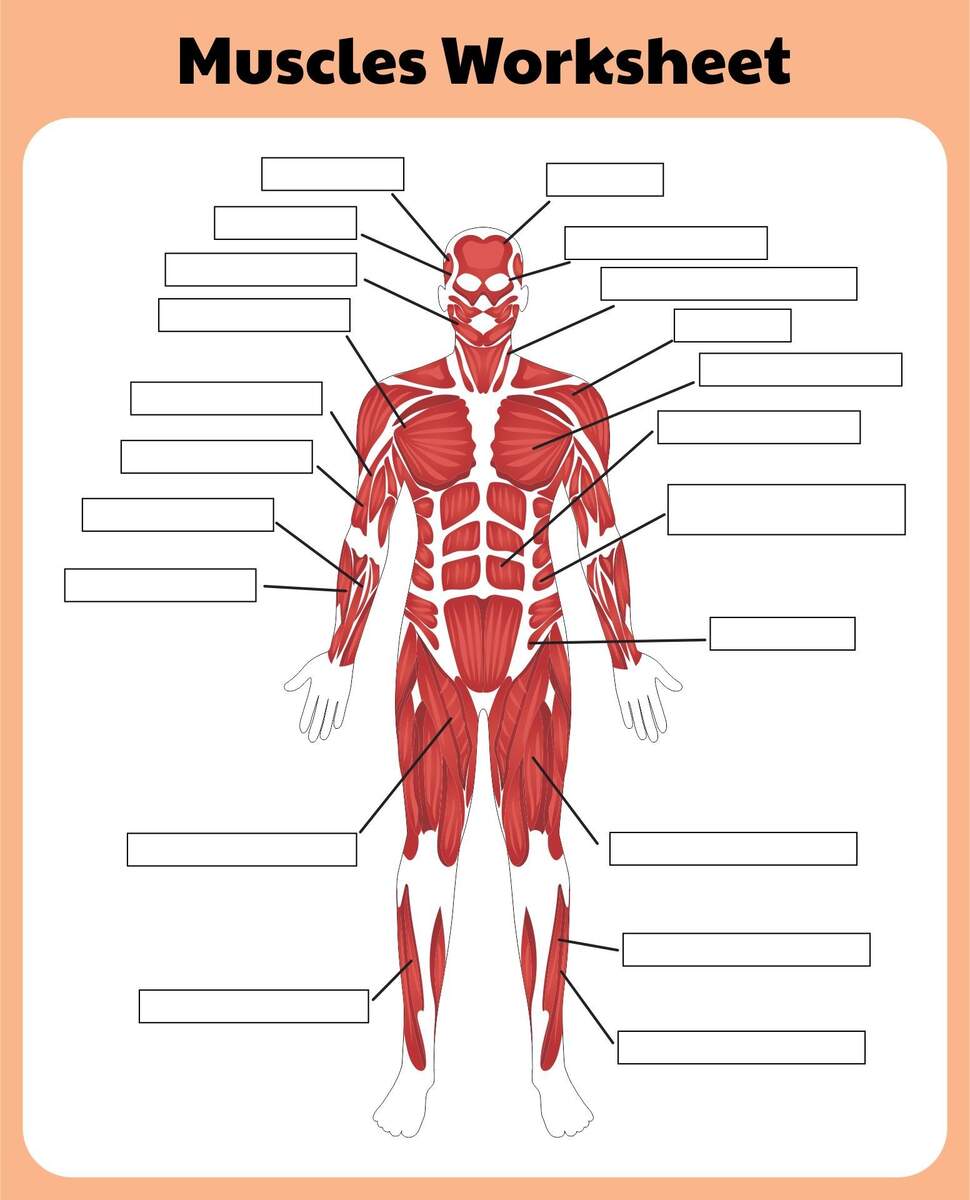 Printable Muscular System Worksheets
