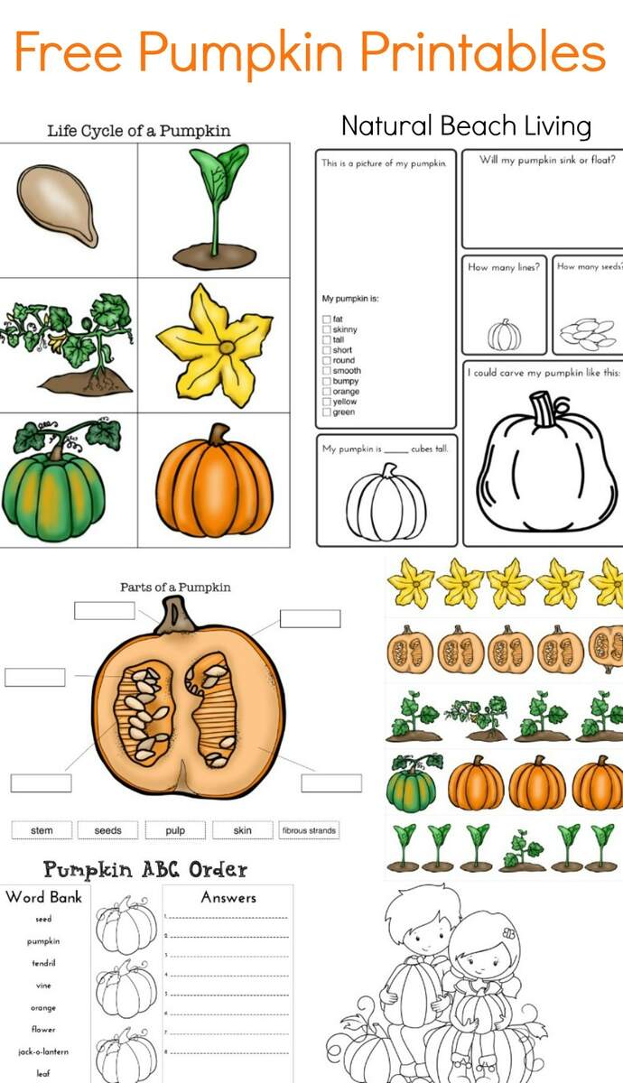 Pumpkin Activities For Kids Pumpkin Lesson Plans STEM Natural Beach Living Pumpkin Activities For Kids Pumpkin Lesson Plans STEM Natural Beach Living