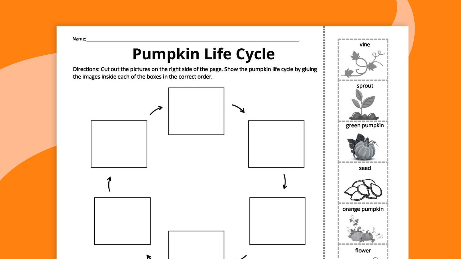 Pumpkin Life Cycle Worksheets For Kids Free Printables Pumpkin Life Cycle Activity For A Fun Science Foldable Free Rock Your Homeschool
