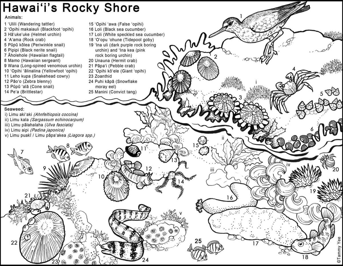 Hawaii Printable Archives Hawaii Travel With Kids