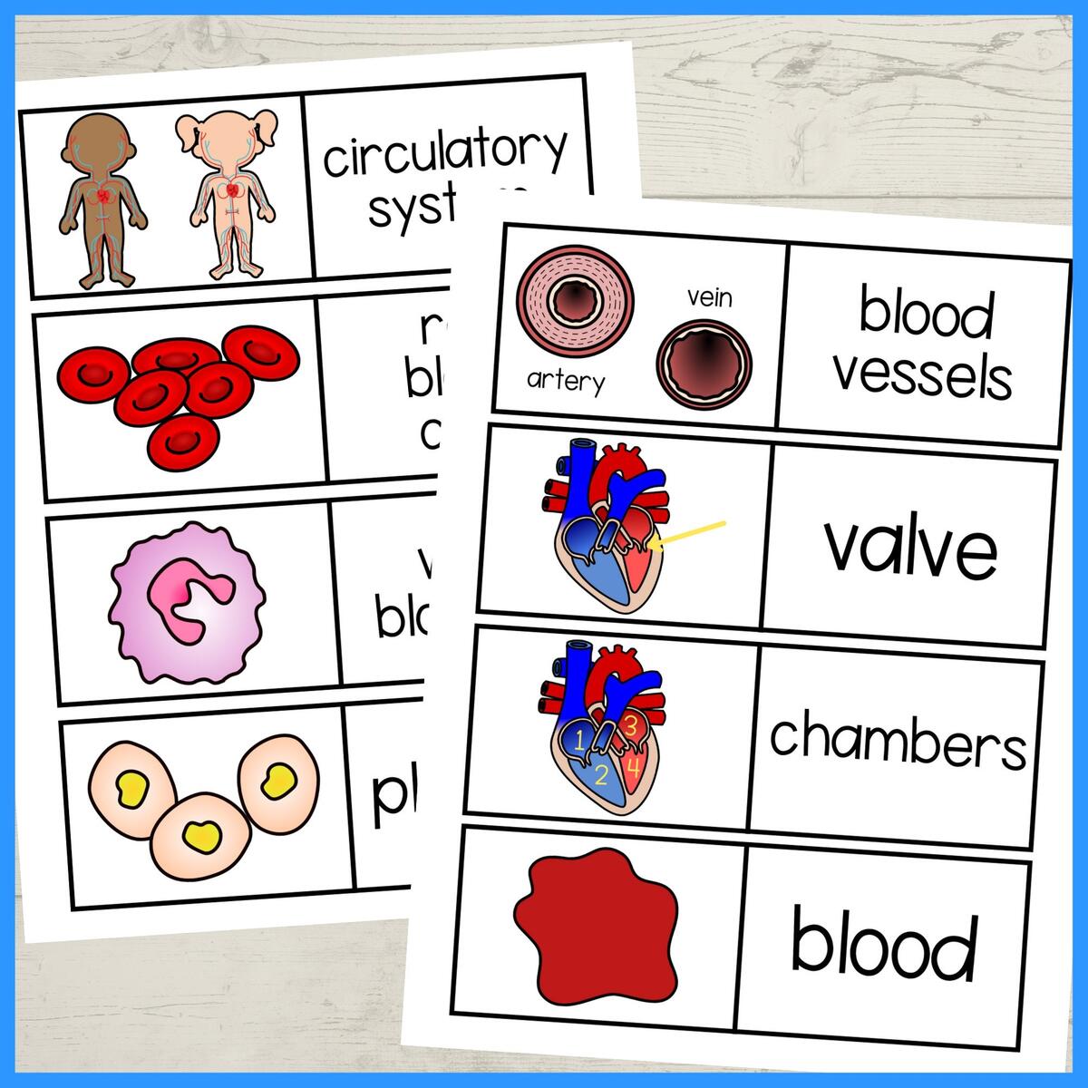 The Circulatory System Printable Foldouts And Worksheet Activity For Kids PDF Heart And Circulation Human Body Systems Etsy