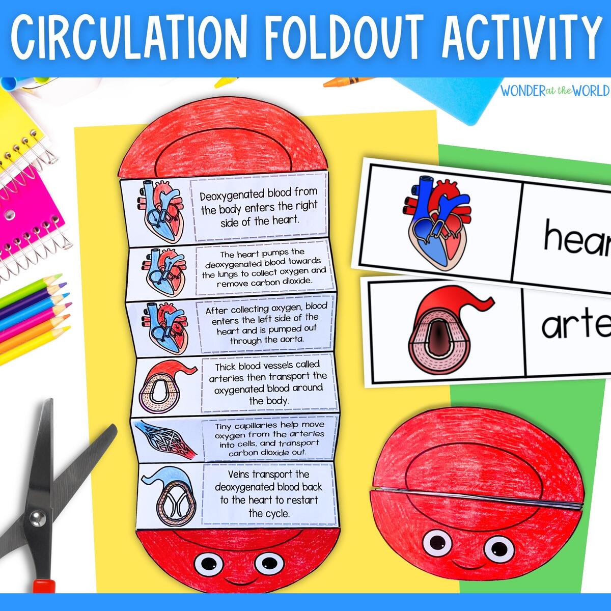The Circulatory System Printable Foldouts And Worksheet Activity For Kids PDF Heart And Circulation Human Body Systems Etsy