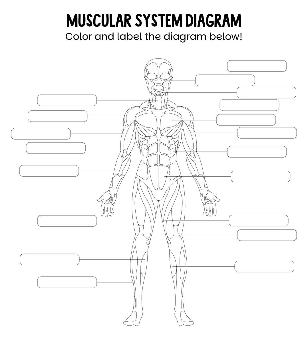 Worksheets Muscle Anatomy 10 Free PDF Printables Printablee